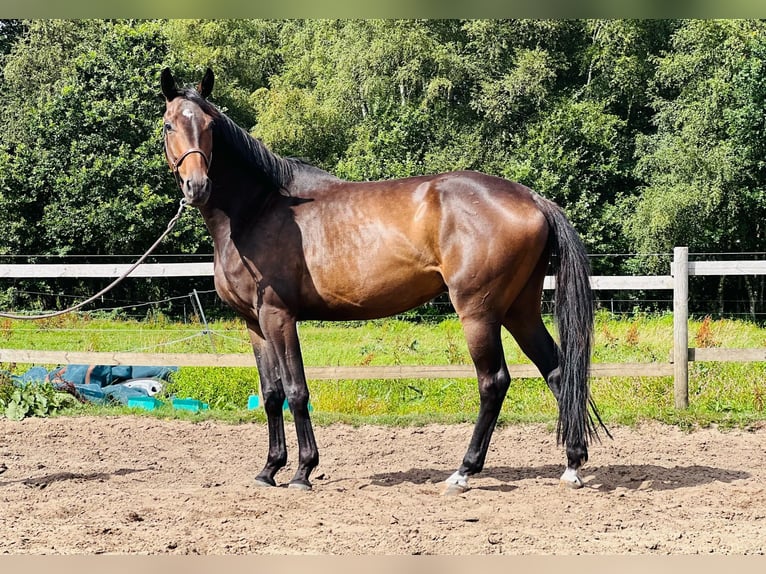 Hannover Castrone 4 Anni 174 cm Baio scuro in Harsefeld
