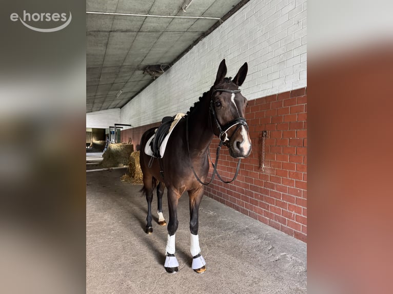Hannover Castrone 4 Anni 174 cm Baio scuro in Borstel