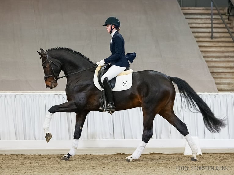 Hannover Castrone 4 Anni 174 cm Baio scuro in Verden