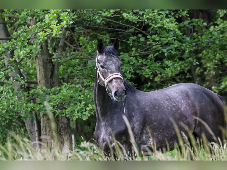 Hannover Castrone 4 Anni 174 cm Grigio ferro in Riesa