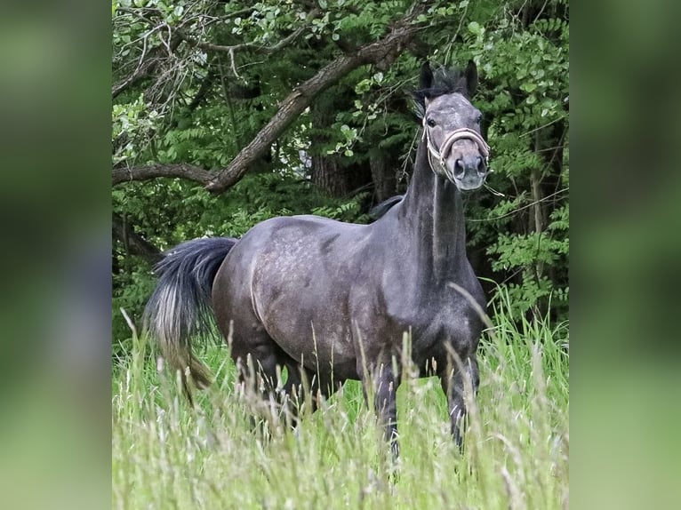 Hannover Castrone 4 Anni 174 cm Grigio ferro in Riesa