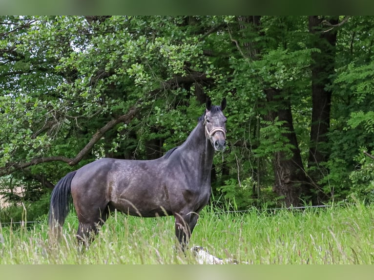 Hannover Castrone 4 Anni 174 cm Grigio ferro in Riesa