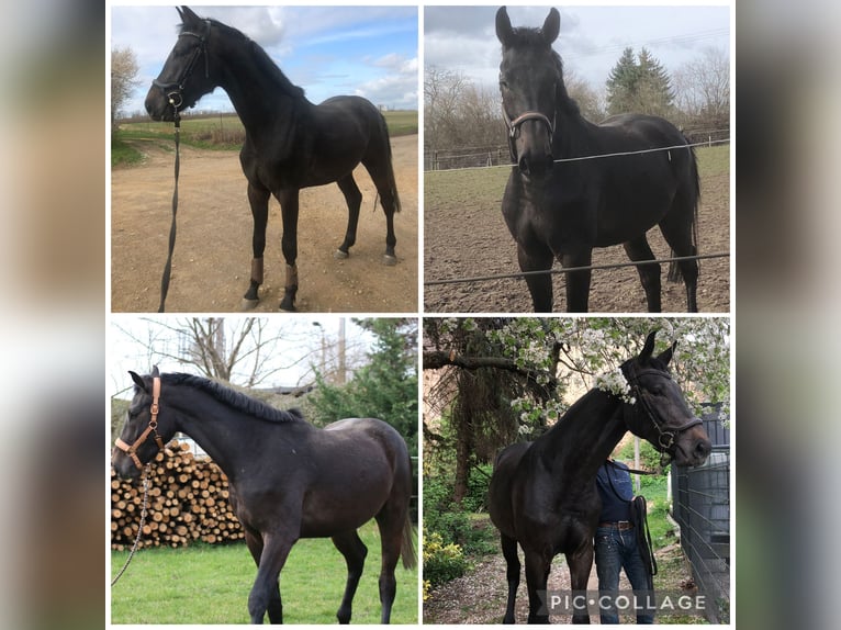 Hannover Castrone 4 Anni 174 cm Grigio ferro in Riesa