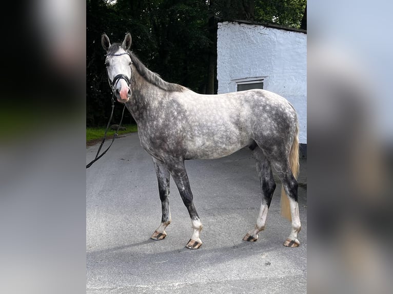 Hannover Castrone 4 Anni 174 cm Grigio pezzato in Würselen