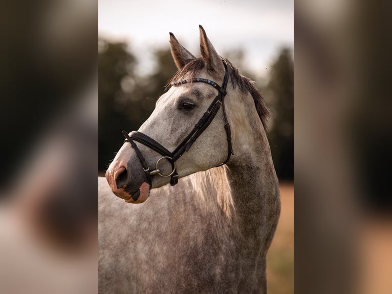 Hannover Castrone 4 Anni 174 cm Grigio pezzato in Würselen