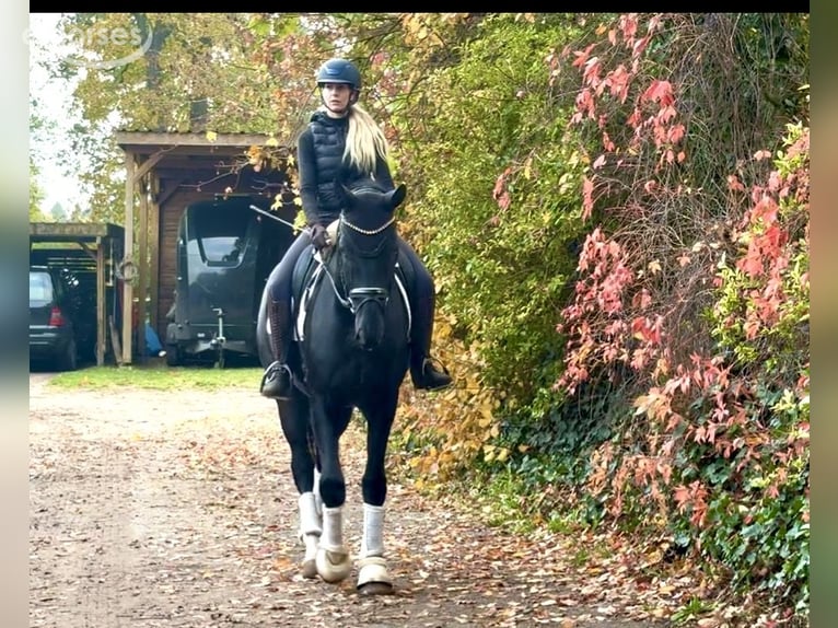 Hannover Castrone 4 Anni 174 cm Morello in KirchlintelnKirchlinteln