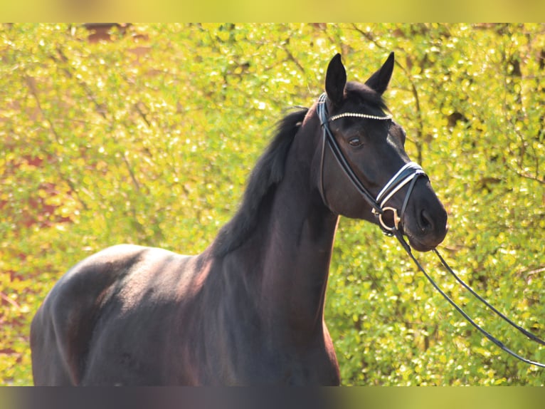 Hannover Castrone 4 Anni 174 cm Morello in Wiesbaden