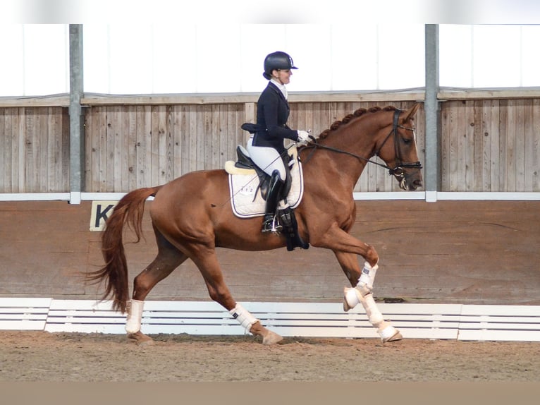 Hannover Castrone 4 Anni 174 cm Sauro in Kloster Lehnin