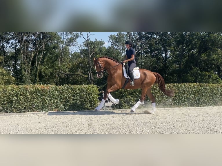 Hannover Castrone 4 Anni 174 cm Sauro in Gumpoldskirchen