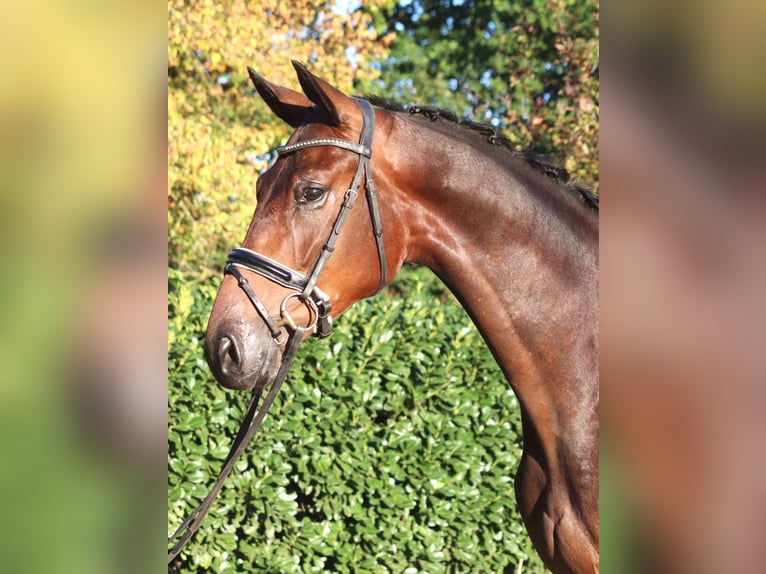 Hannover Castrone 4 Anni 175 cm Baio in Selsingen