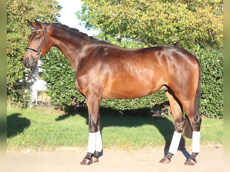 Hannover Castrone 4 Anni 175 cm Baio in Selsingen