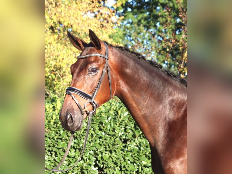 Hannover Castrone 4 Anni 175 cm Baio in Selsingen