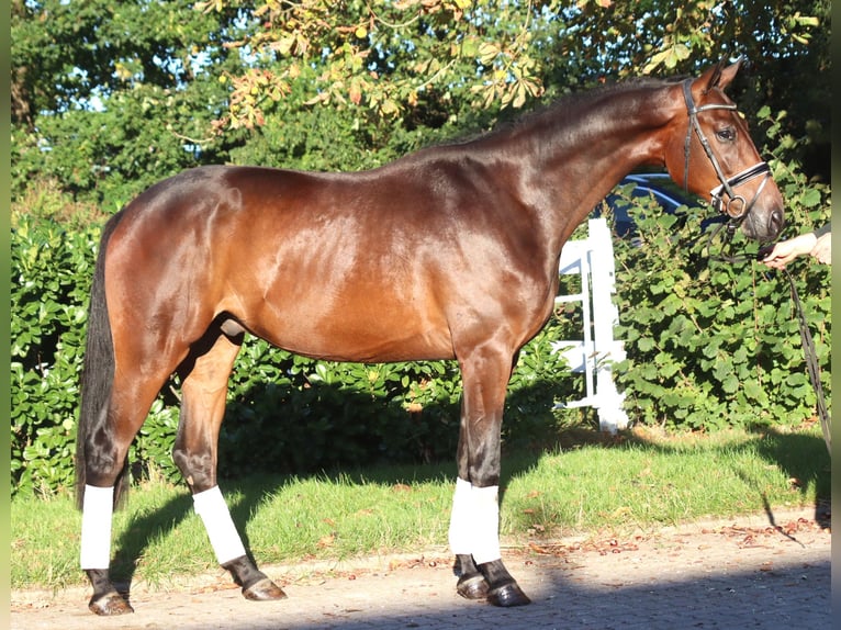 Hannover Castrone 4 Anni 175 cm Baio in Selsingen