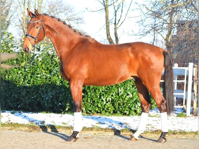 Hannover Castrone 4 Anni 175 cm Baio in Selsingen