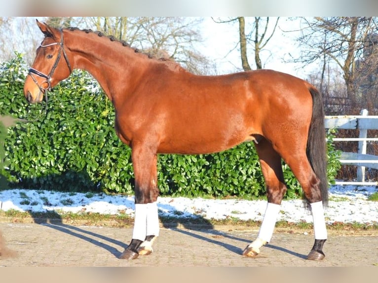 Hannover Castrone 4 Anni 175 cm Baio in Selsingen