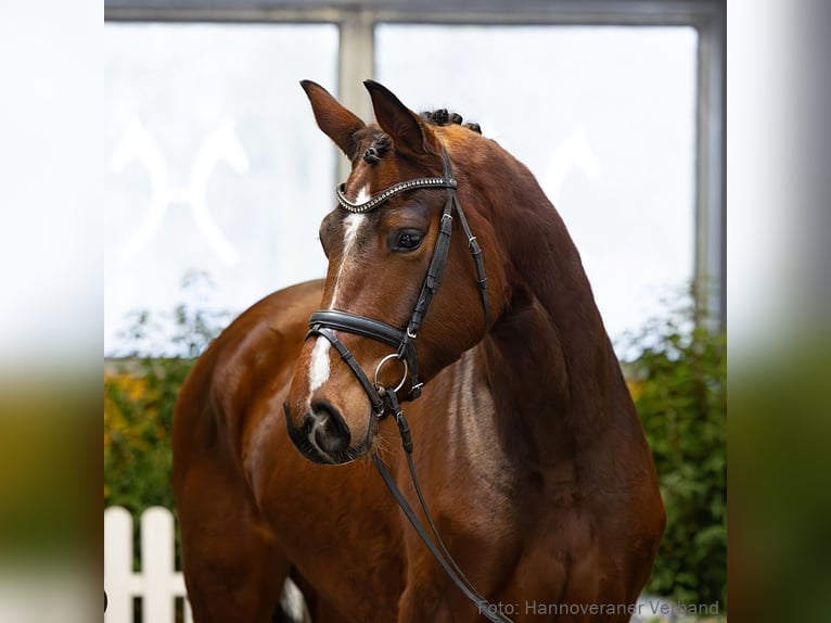 Hannover Castrone 4 Anni 175 cm Baio in Verden