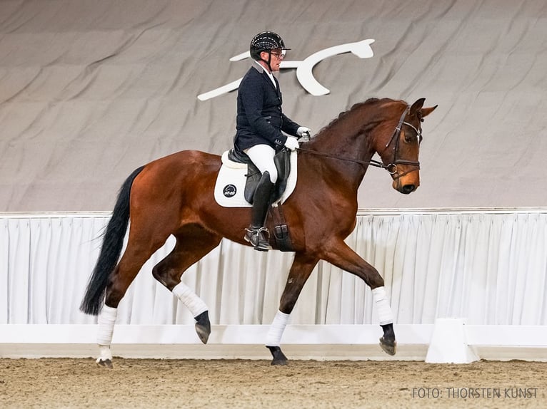 Hannover Castrone 4 Anni 175 cm Baio in Verden