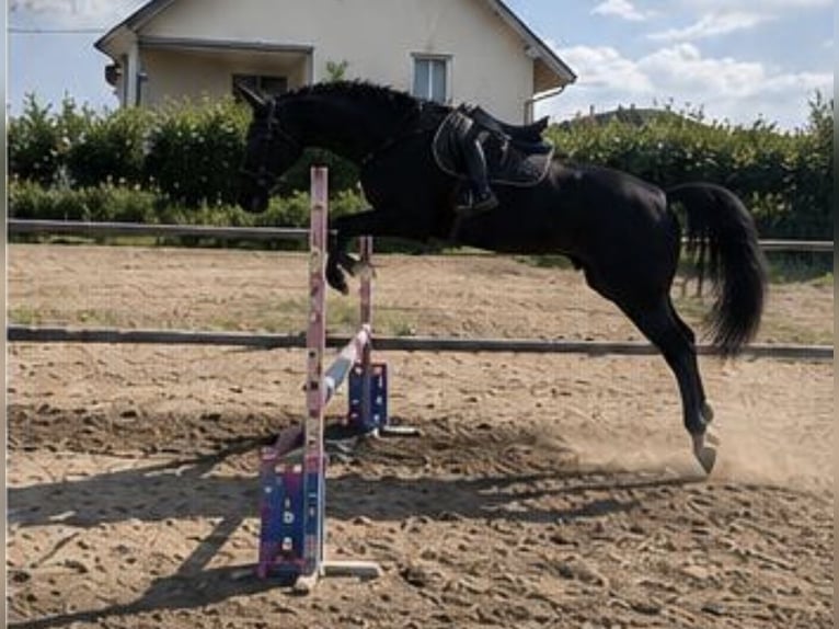 Hannover Castrone 4 Anni 175 cm Baio nero in Darmstadt