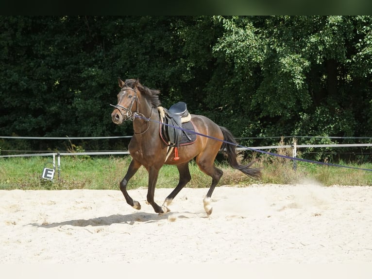 Hannover Castrone 4 Anni 175 cm Baio scuro in Creußen