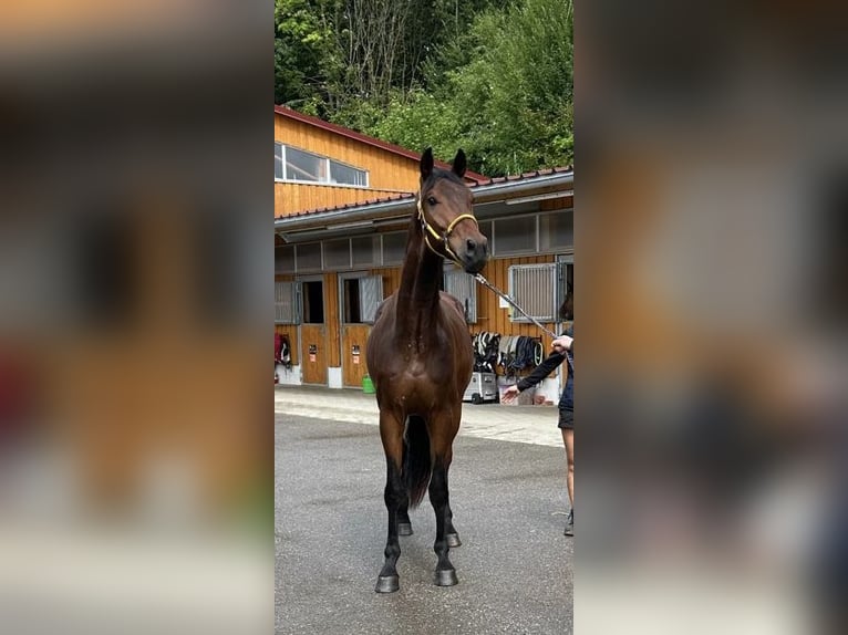 Hannover Castrone 4 Anni 175 cm Baio scuro in Weil