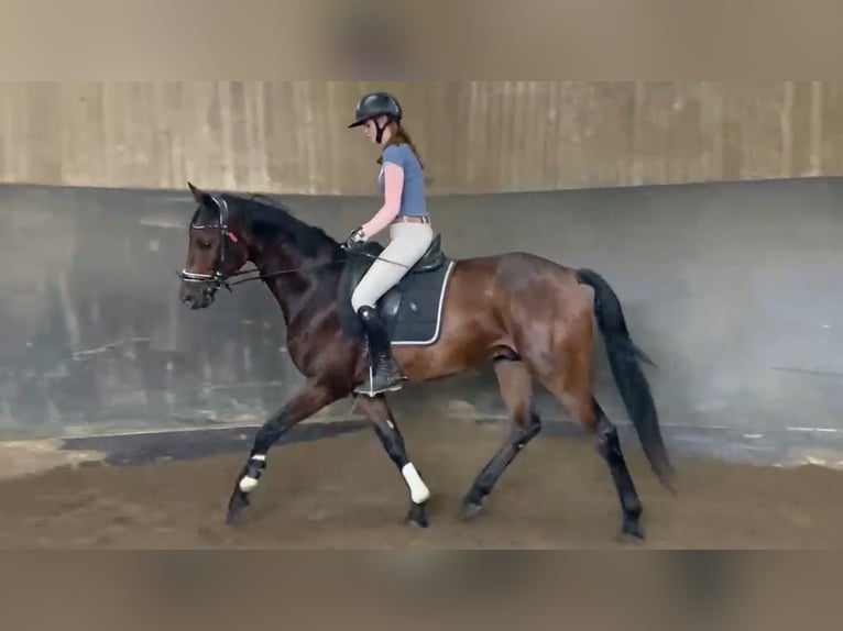 Hannover Castrone 4 Anni 175 cm Baio scuro in Weil