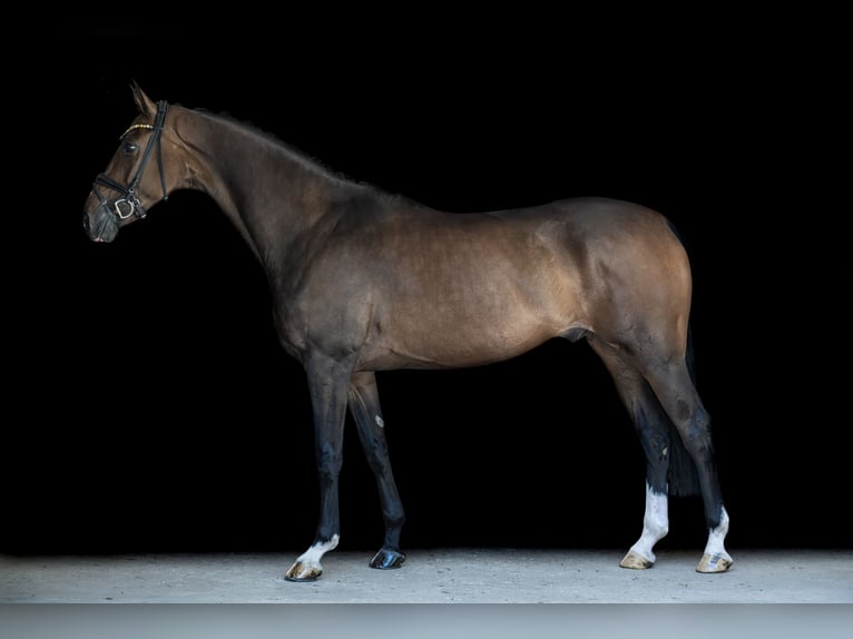 Hannover Castrone 4 Anni 175 cm Baio scuro in Wingst