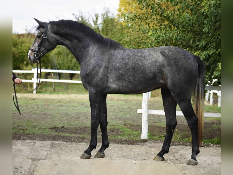 Hannover Castrone 4 Anni 175 cm Grigio pezzato in Bekes