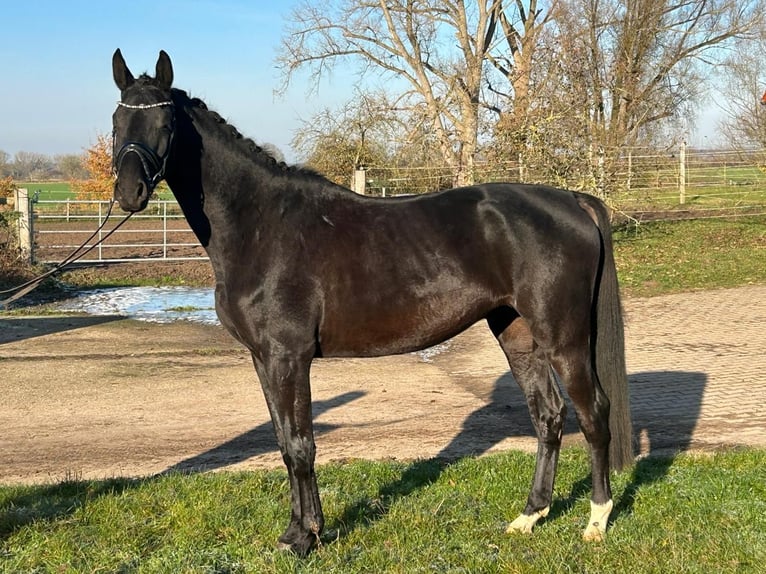 Hannover Castrone 4 Anni 175 cm Morello in Landesbergen Landesbergen