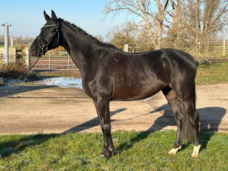 Hannover Castrone 4 Anni 175 cm Morello in Landesbergen Landesbergen