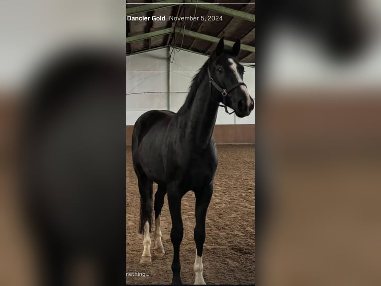 Hannover Castrone 4 Anni 175 cm Morello in Borstel