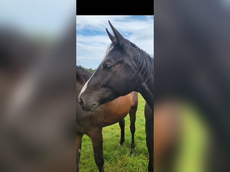 Hannover Castrone 4 Anni 175 cm Morello in Borstel