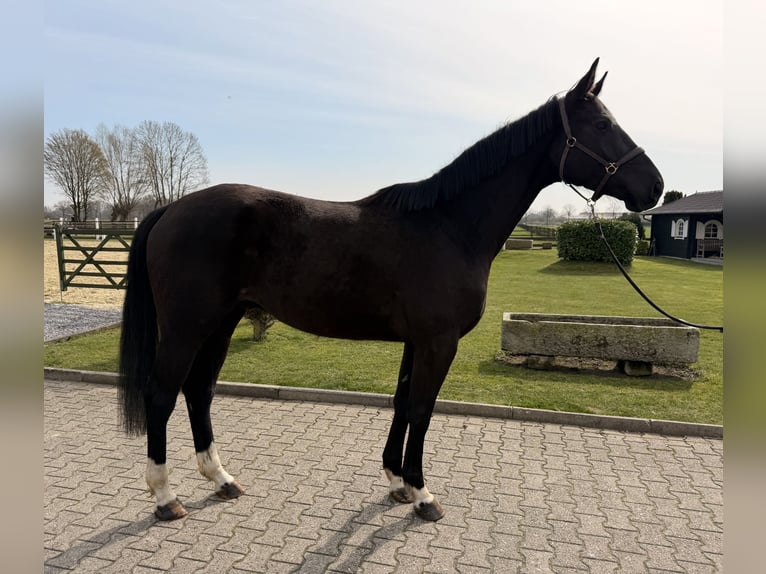 Hannover Castrone 4 Anni 175 cm Morello in Nordwalde