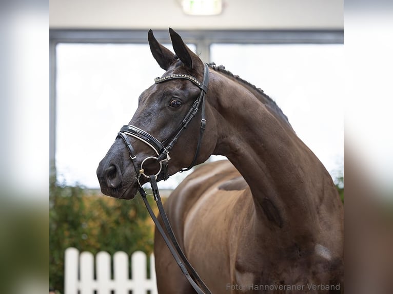 Hannover Castrone 4 Anni 175 cm Morello in Verden