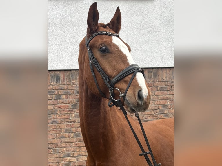 Hannover Castrone 4 Anni 175 cm Sauro in Niederkassel