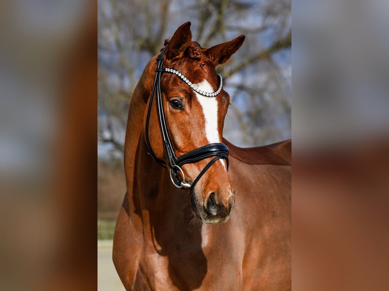 Hannover Castrone 4 Anni 175 cm Sauro in Riedstadt