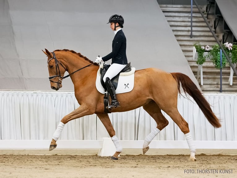 Hannover Castrone 4 Anni 175 cm Sauro in Verden