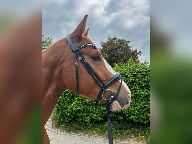Hannover Castrone 4 Anni 175 cm Sauro in Wedemark