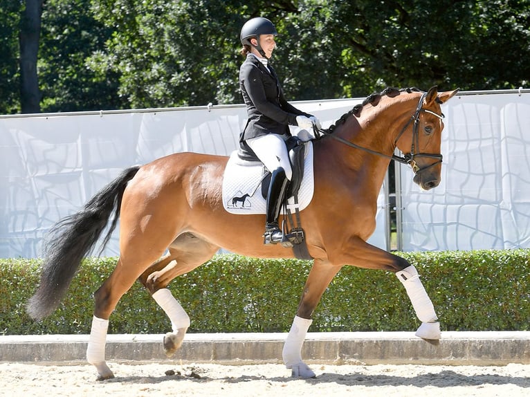 Hannover Castrone 4 Anni 176 cm Baio in Bad Bevensen