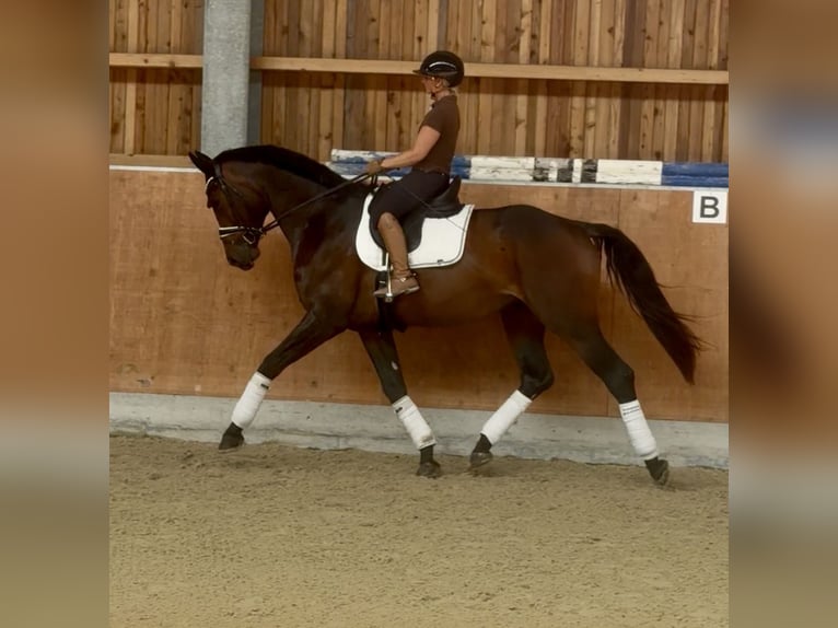 Hannover Castrone 4 Anni 176 cm Baio in Mainz
