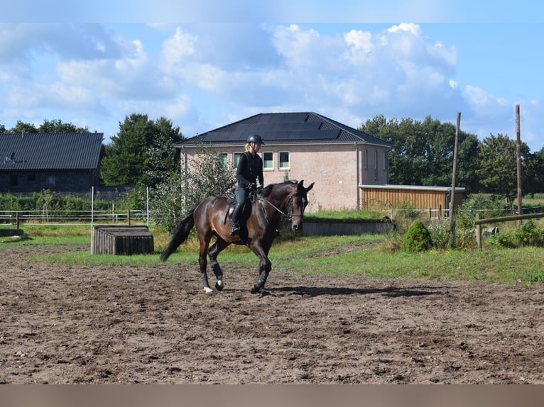 Hannover Castrone 4 Anni 176 cm Baio scuro in Tarmstedt