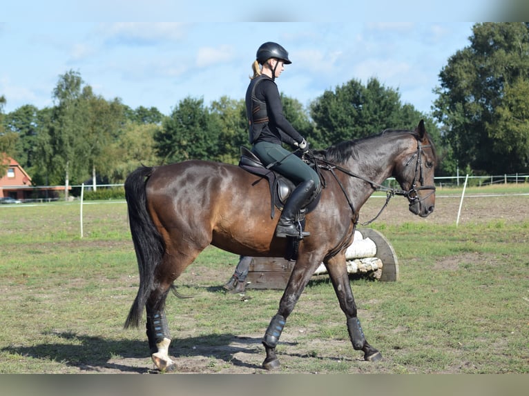 Hannover Castrone 4 Anni 176 cm Baio scuro in Tarmstedt