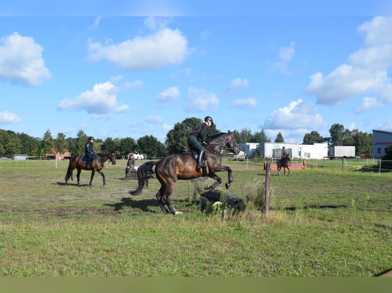 Hannover Castrone 4 Anni 176 cm Baio scuro in Tarmstedt