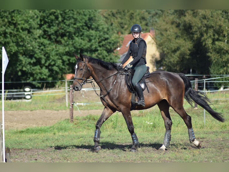 Hannover Castrone 4 Anni 176 cm Baio scuro in Tarmstedt