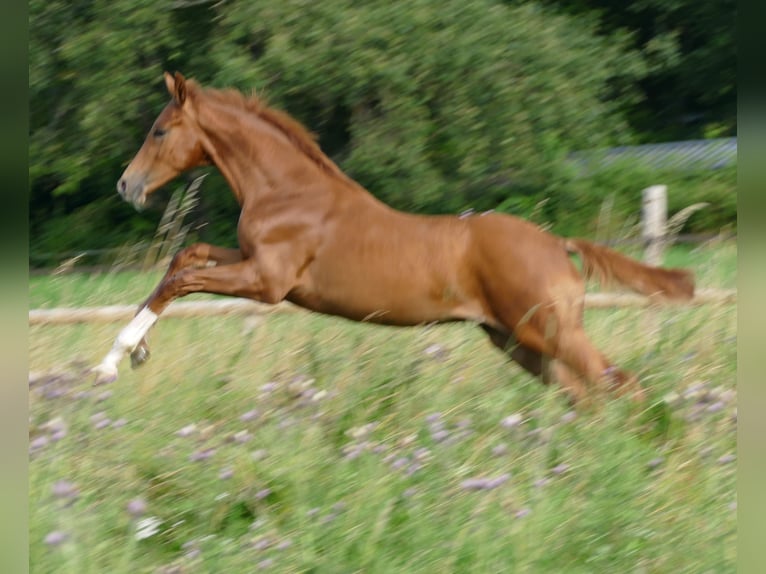 Hannover Castrone 4 Anni 176 cm Sauro in Greifenstein