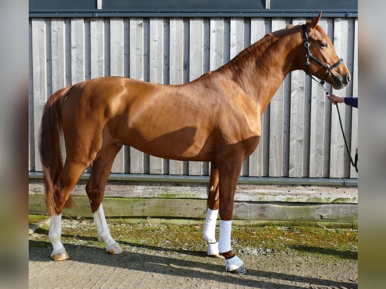 Hannover Castrone 4 Anni 176 cm Sauro in Greifenstein