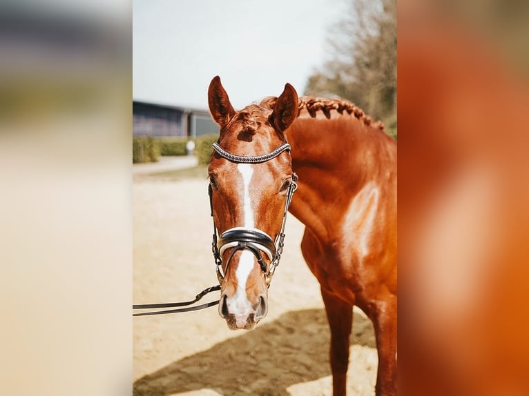 Hannover Castrone 4 Anni 176 cm Sauro scuro in Greifenstein
