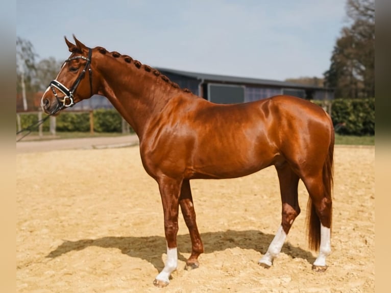 Hannover Castrone 4 Anni 176 cm Sauro scuro in Greifenstein