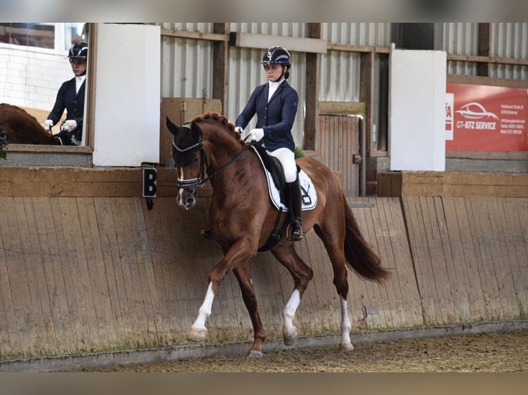 Hannover Castrone 4 Anni 176 cm Sauro scuro in Warendorf