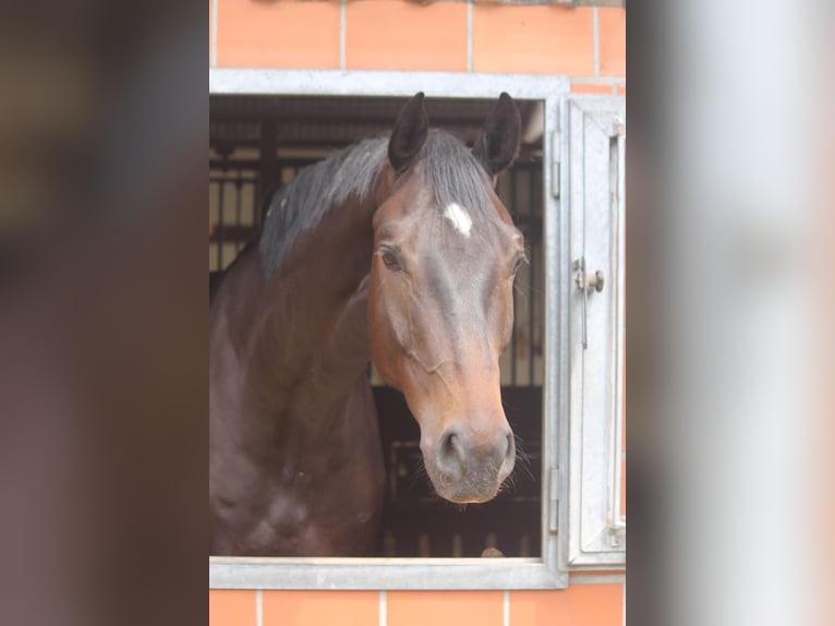 Hannover Castrone 4 Anni 177 cm Baio scuro in Hepstedt