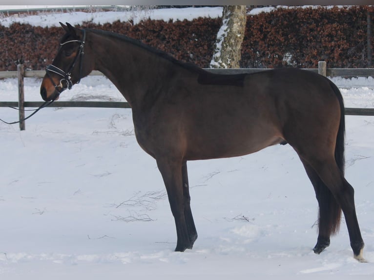 Hannover Castrone 4 Anni 177 cm Baio scuro in Hepstedt